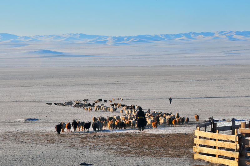 Mongolie